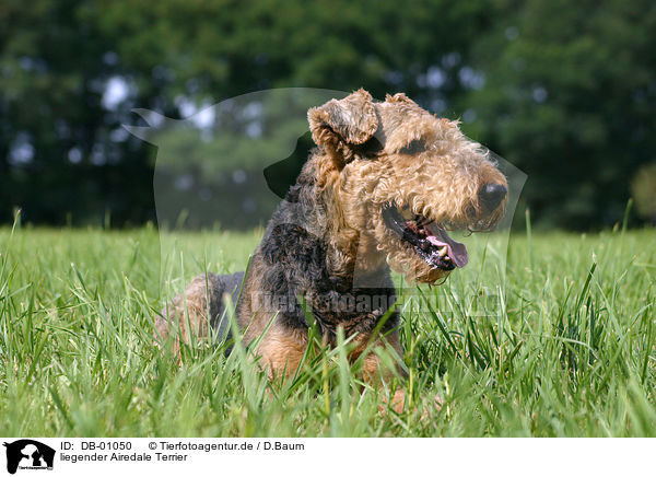 liegender Airedale Terrier / DB-01050