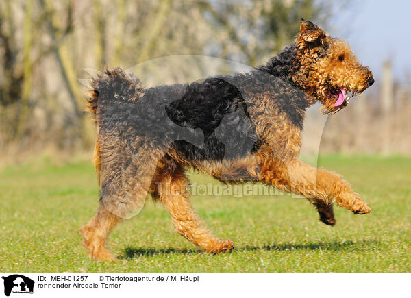 rennender Airedale Terrier / running Airedale Terrier / MEH-01257