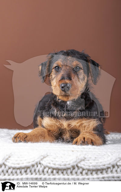 Airedale Terrier Welpe / MW-14699