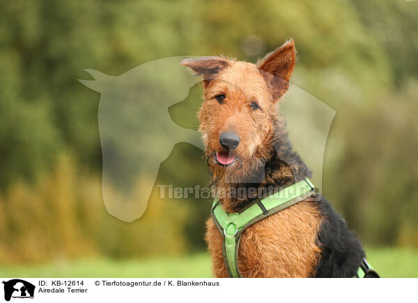 Airedale Terrier / Airedale Terrier / KB-12614
