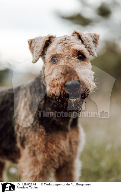 Airedale Terrier / Airedale Terrier / LB-02244