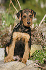 Airedalle Terrier Welpe