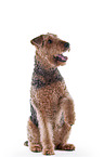 Airedale Terrier vor weiem Hintergrund