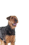 Airedale Terrier vor weiem Hintergrund