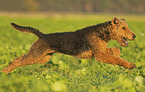 Airedale Terrier Rde