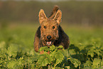 Airedale Terrier Rde