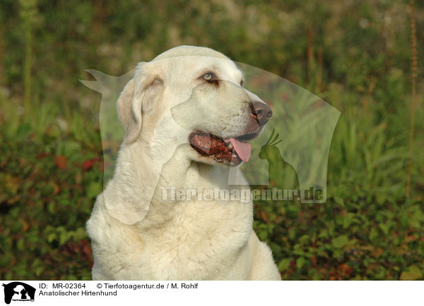 Anatolischer Hirtenhund / MR-02364