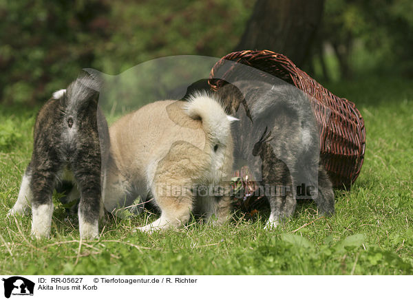 Akita Inus mit Korb / Akita puppies with basket / RR-05627