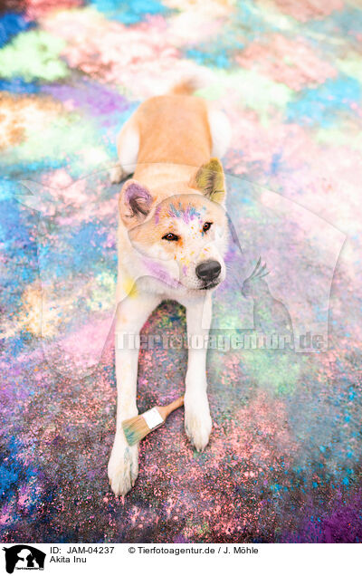 Akita Inu / JAM-04237