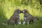 Akita Inu Welpen beschnuppern sich