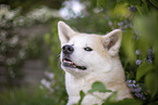 Akita Inu Portrait