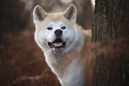 Akita Inu Rde im Herbst