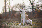 Akita Inu Rde im Herbst