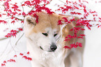 Akita Inu Hndin