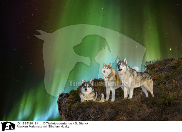 Alaskan Malamute mit Siberian Husky / SST-20184
