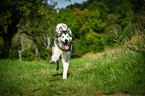 rennender Alaskan Malamute