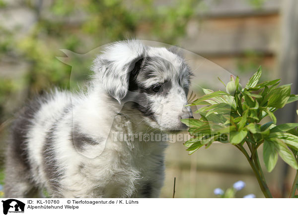 Alpenhtehund Welpe / KL-10760