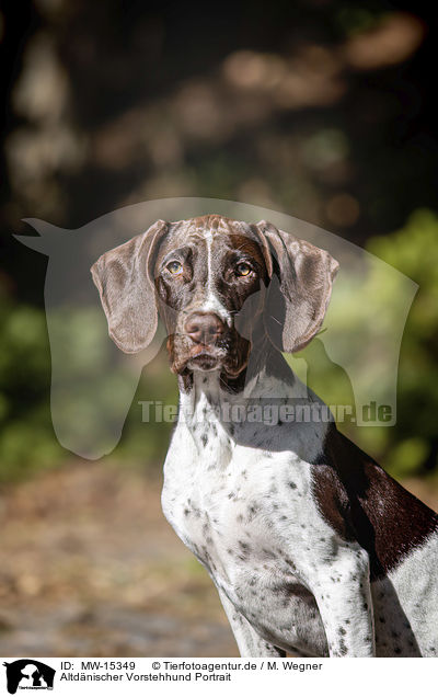 Altdnischer Vorstehhund Portrait / MW-15349