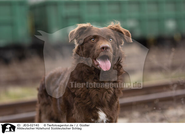 Altdeutscher Htehund Sddeutscher Schlag / JEG-02140