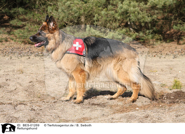 Rettungshund / rescue dog / BES-01269