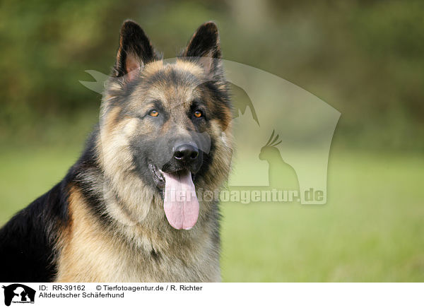 Altdeutscher Schferhund / RR-39162