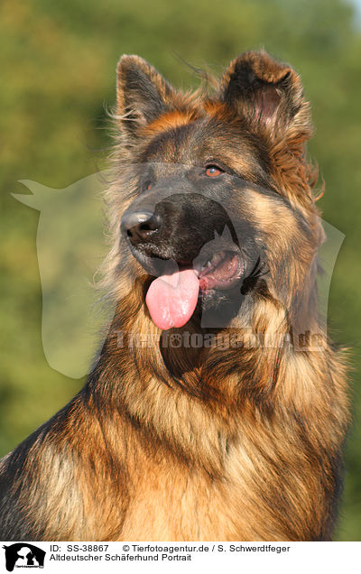 Altdeutscher Schferhund Portrait / SS-38867