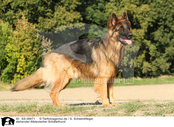 stehender Altdeutscher Schferhund / standing Old German Shepherd / SS-38871