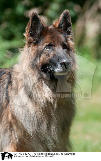 Altdeutscher Schferhund Portrait / NS-04273