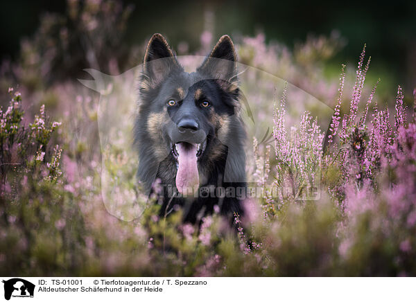 Altdeutscher Schferhund in der Heide / TS-01001