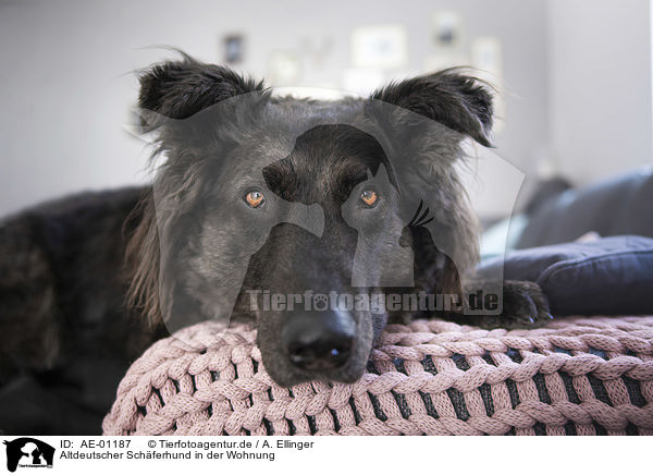 Altdeutscher Schferhund in der Wohnung / AE-01187