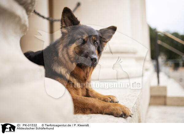 Altdeutscher Schferhund / PK-01532
