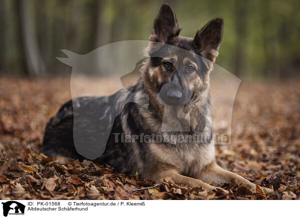 Altdeutscher Schferhund / PK-01568