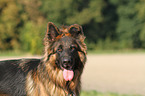 Altdeutscher Schferhund Portrait