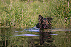 schwimmender Altdeutscher Schferhund