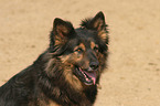 Altdeutscher Schferhund Portrait