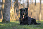 schwarzer Altdeutscher Schferhund