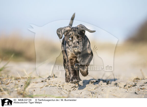 Altdeutscher Tiger Welpe / Tiger puppy / MAB-02136