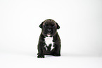 American Bully XL Welpe