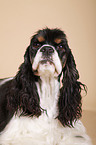 American Cocker Spaniel Portrait