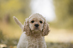 American Cocker Spaniel Portrait