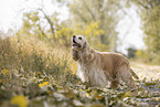 stehender American Cocker Spaniel