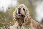 American Cocker Spaniel Portrait