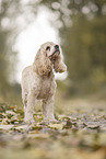 stehender American Cocker Spaniel