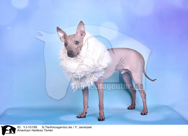 American Hairless Terrier / American Hairless Terrier / YJ-10166