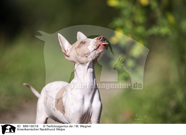 Amerikanischer Nackthund Welpe / MW-18018