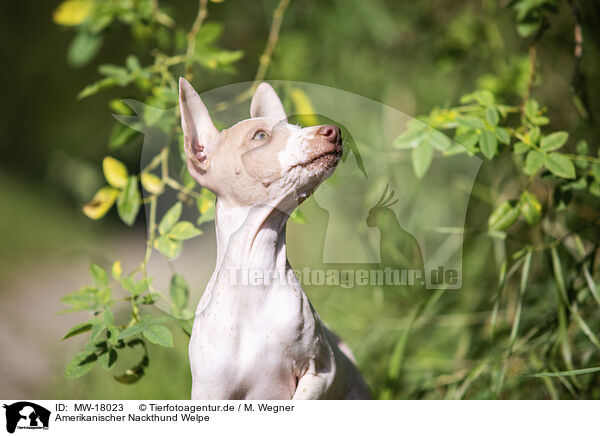 Amerikanischer Nackthund Welpe / MW-18023