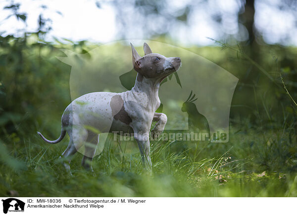 Amerikanischer Nackthund Welpe / MW-18036