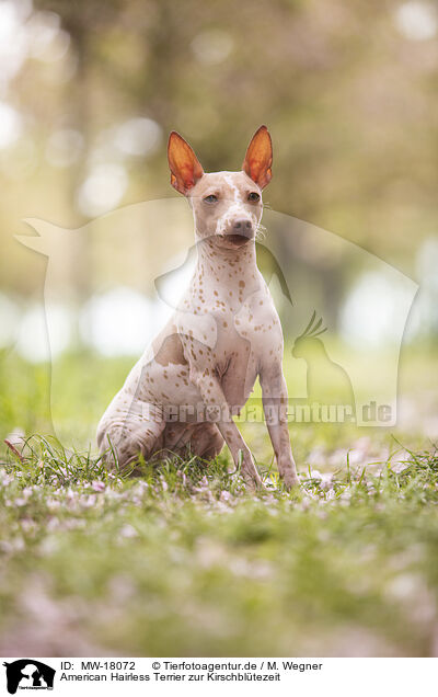 American Hairless Terrier zur Kirschbltezeit / MW-18072