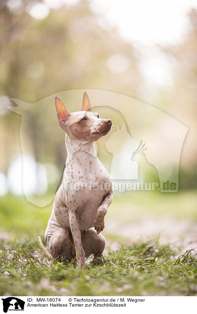 American Hairless Terrier zur Kirschbltezeit / MW-18074