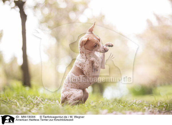 American Hairless Terrier zur Kirschbltezeit / MW-18084